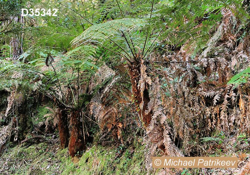 Dicksonia sellowiana (Dicksoniaceae, Pteridophyta)